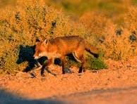 A fox trotting across red dirt in Western Australia